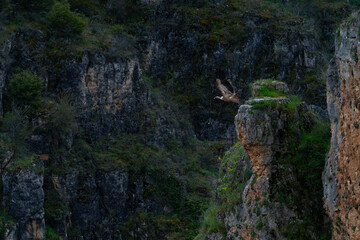 Griffon vulture (Gyps fulvus) in the Durat&oacute;n River Gorges Natural Park in the province of Segovia, Autonomous Community of Castile and Leon, Spain, Europe
