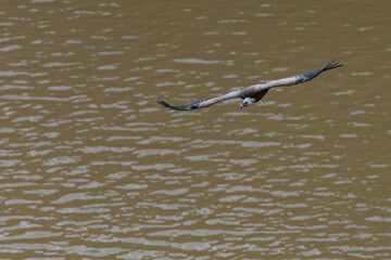 Griffon vulture (Gyps fulvus) in the Duratón River Gorges Natural Park in the province of Segovia, Autonomous Community of Castile and Leon, Spain, Europe