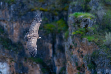 Griffon vulture (Gyps fulvus) in the Duratón River Gorges Natural Park in the province of Segovia, Autonomous Community of Castile and Leon, Spain, Europe