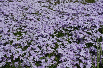 Obraz premium Lots of violet flowers of phlox subulata in mid May