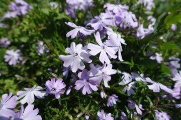 Macro of violet flowers of phlox subulata in May