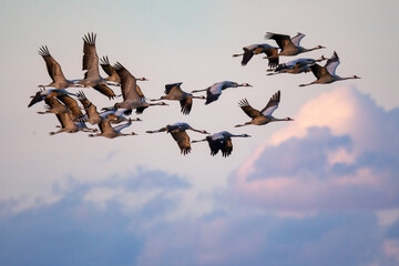 Zum Schlafplatz einfliegende Kraniche.