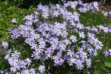 Multiple light violet flowers of phlox subulata in mid May