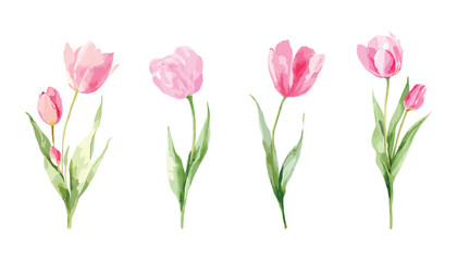 Fototapeta premium Pink tulips watercolor illustration floral spring