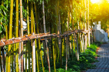 bamboo