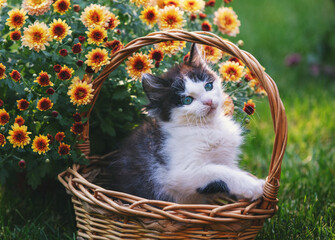 Cute little kitten in a basket with yellow daisy flowers