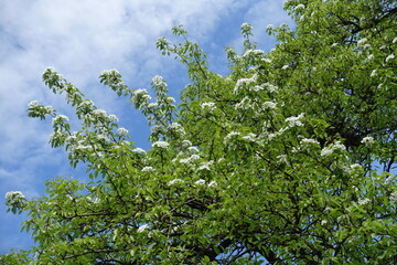 Obraz premium Cloudy sky and branches of blossoming pear tree in May
