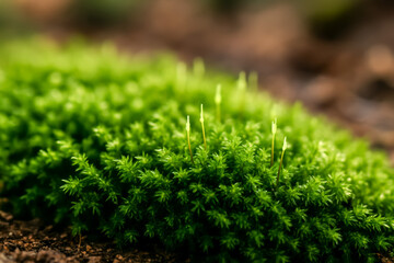 Close-up of vibrant green moss in natural setting