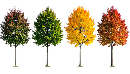 Tree changing leaves to represent all four seasons, isolated seasonal concept on transparent background PNG