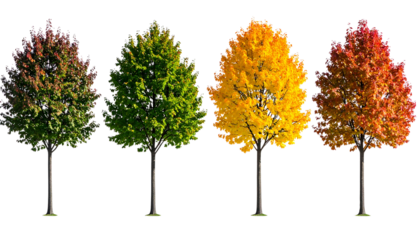 Tree changing leaves to represent all four seasons, isolated seasonal concept on transparent background PNG