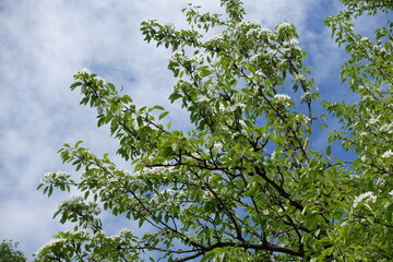 Overcast sky and branches of blossoming pear tree in May