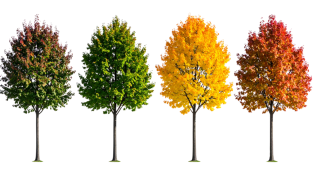 Tree changing leaves to represent all four seasons, isolated seasonal concept on transparent background PNG