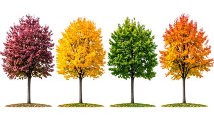 Tree changing leaves to represent all four seasons, isolated seasonal concept on transparent background