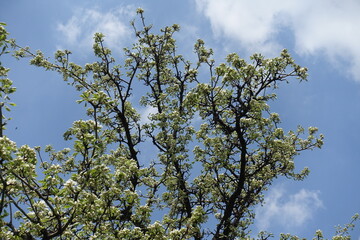 Sky and branches of blossoming pear tree in April