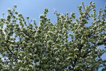 Unclouded blue sky and branches of blossoming pear tree in May