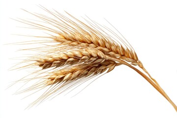 Barley isolated on white background