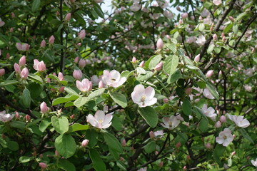 Half open pinkish white flowers and buds of quince tree in mid May