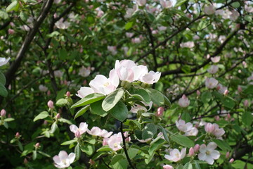 Inflorescence of blossoming quince tree in mid May
