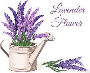 Illustration with lavender in a watering can.Vector illustration with lavender bouquet in watering can on transparent background with text.
