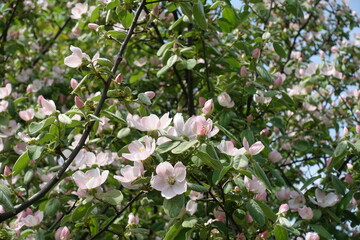 Multiple pinkish white flowers of quince tree in mid May