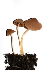 Small Wild Brown Mushroom Fungi On An Isolated White Background