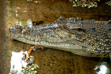 crocodile Head shot, Close up in Zoological Gardens Dehiwala, Sri Lanka.