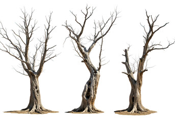 Three bare, dead trees stand starkly against a transparent background, their branches reaching skyward