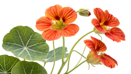 Warm-Hued Nasturtiums with Gentle Rounds