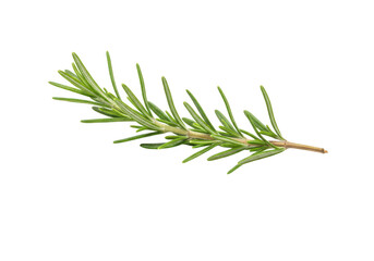 Fototapeta premium A fresh sprig of rosemary is isolated on transparent background, showcasing its vibrant green leaves