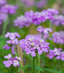 Obraz premium Beautiful close-up of iberis umbellata
