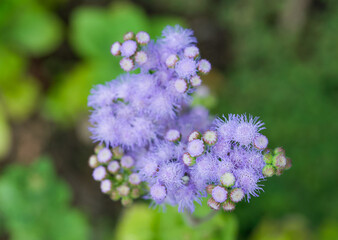 Obraz premium Beautiful close-up of ageratum houstonianum