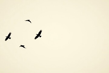 Four Birds in Flight Against a Pale Sky, Soaring Freely, Silhouetted Against a Soft, Light Background