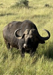 Obraz premium Buffalo