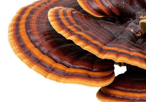 A detailed closeup of a ganoderma lucidum mushroom isolated on transparent background showcases its natural texture