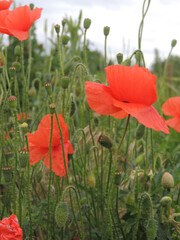 red poppy flowers