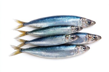 Sardines isolated on white background