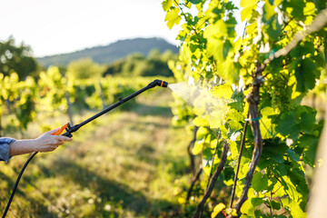 Spraying vineyard with chemical solution for pest and fungus prevention using precision viticulture...