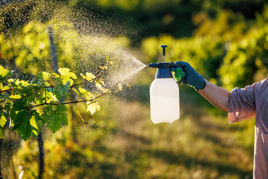Manual pressure crop sprayer releasing mist over vineyard plants. Spraying pesticide at grapevine