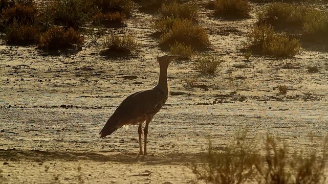 Kori bustard standing in sand storm in Kgalagadi transfrontier park, South Africa ; Specie Ardeotis kori family of Otididae