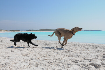 Two dogs running playfully on a white sand beach with turquoise sea in the background. A joyful moment of freedom and energy captured in a vibrant tropical seaside setting.