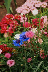 colorful bright flowers grow in the garden