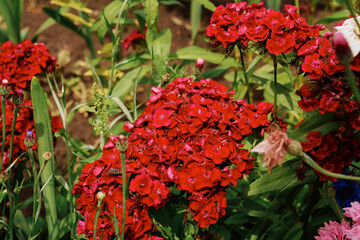 red flowers in the garden