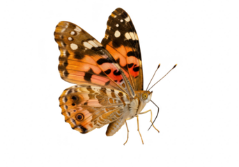 A painted lady butterfly with orange and brown wings is isolated on transparent background