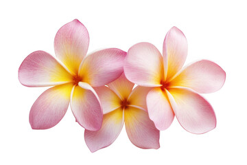 Three delicate pink and yellow plumeria flowers arranged closely together isolated on transparent background