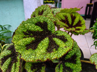 Begonia masoniana, the iron cross begonia, is a species of plant in the family Begoniaceae, native...