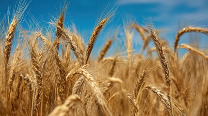Fototapeta premium The Golden Wheat Field Under a Bright Blue Sky in Summer.