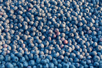 Freshly picked organic blueberries in fruit crates prepared for selling on a market.