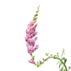 Red white snapdragon flower isolated on white