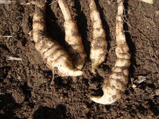 Harvested tuber of Stachys sieboldii used in Korean traditional medicine