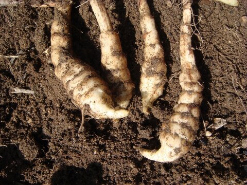 Harvested tuber of Stachys sieboldii used in Korean traditional medicine